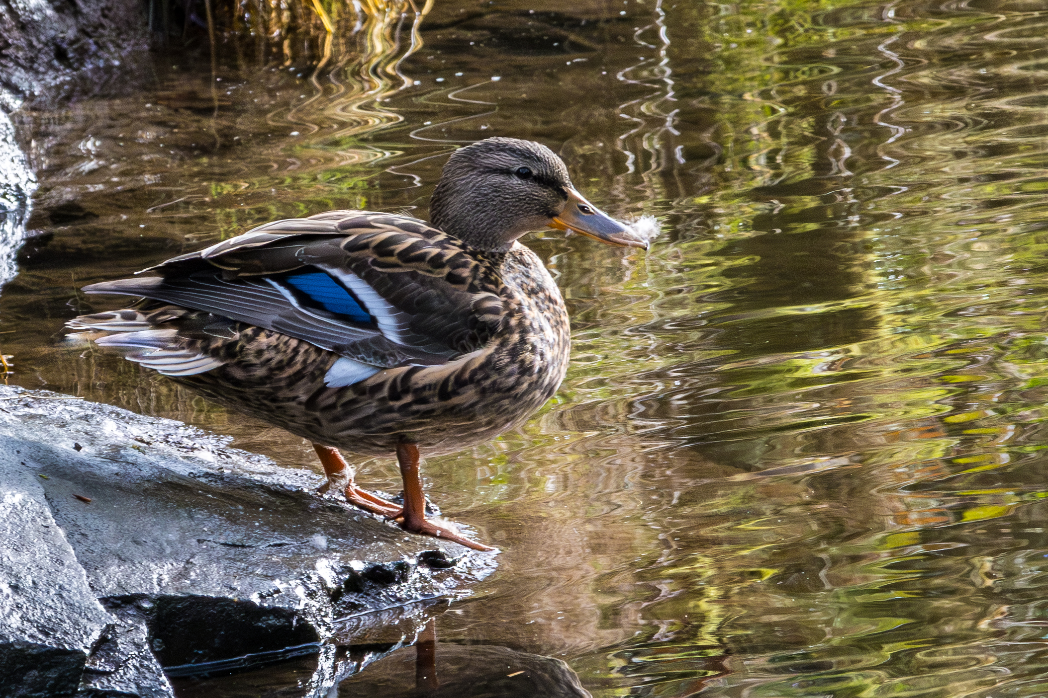 Canard colvert-_MG_9868-Avec accentuation-Bruit.jpg